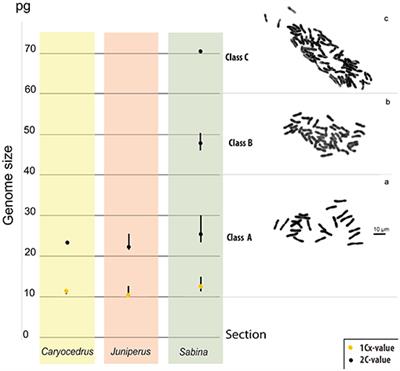 Frontiers | Polyploidy in the Conifer Genus Juniperus: An